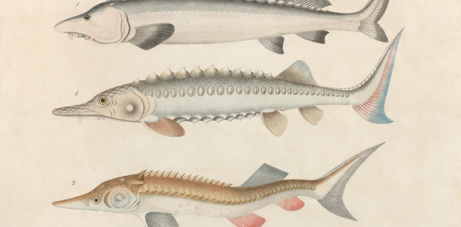 Aloys Zötl – VERKAUFT