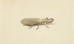 Pieter Holsteijn the Younger – SOLD