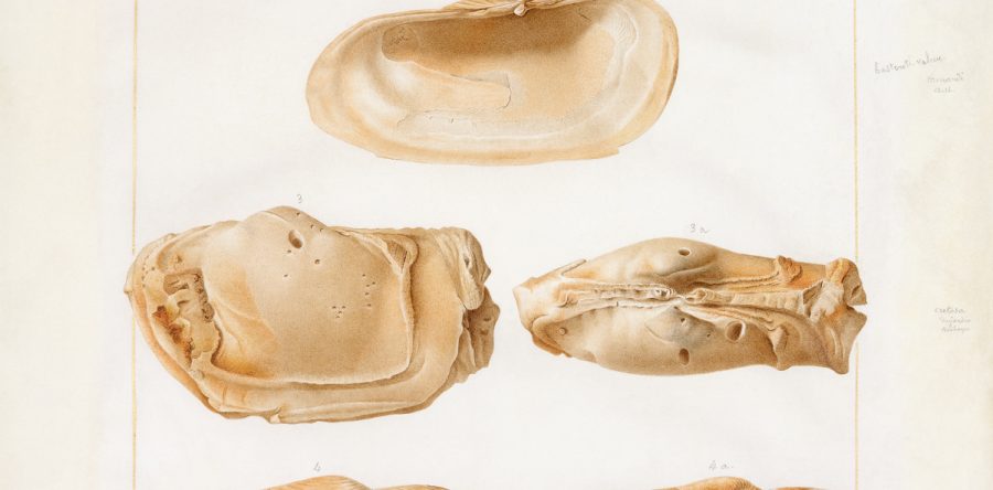 François Ménard de La Groye – VERKAUFT